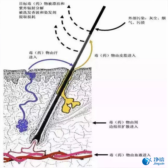  毛發毒品檢測儀檢測腿毛竟可以測出吸毒?做了全身脫毛也可以？